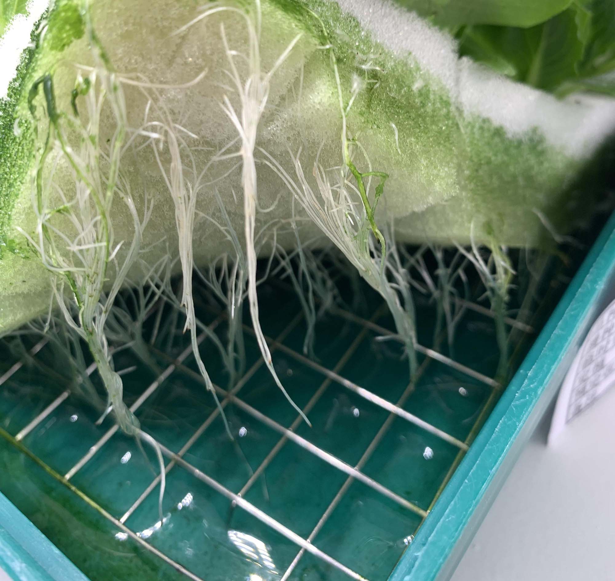植物工廠通過(guò)提高根系高度控制水汽平衡