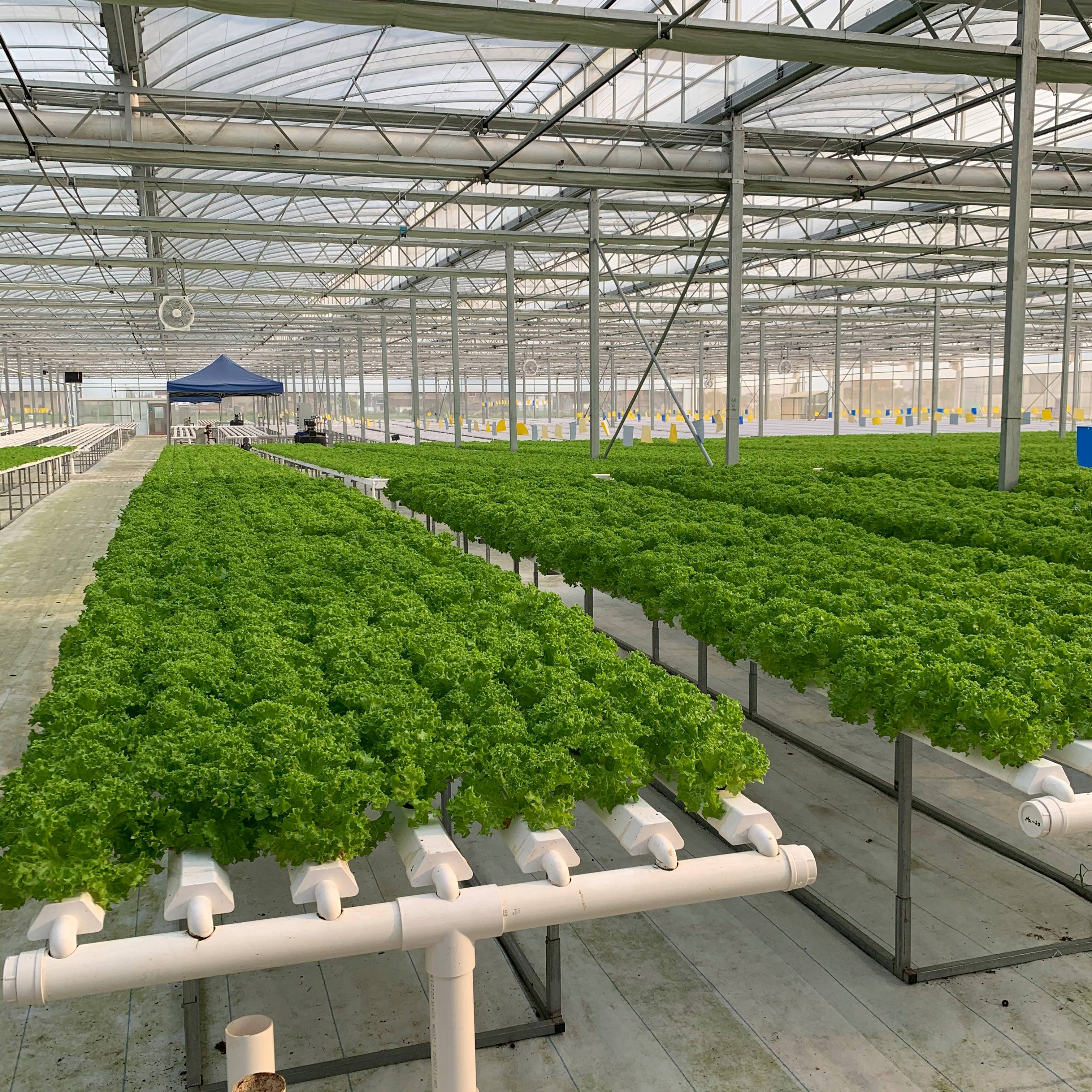 葉菜俠科技，NFT水培