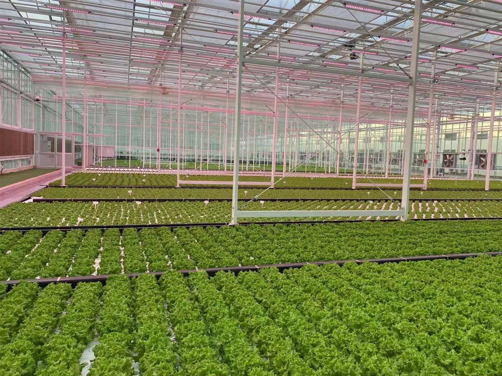 葉菜俠科技，DFT深液流水培實(shí)景